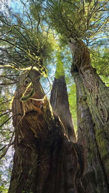 victoria-4-day-tofino-and-port-renfrew-tour-with-flights