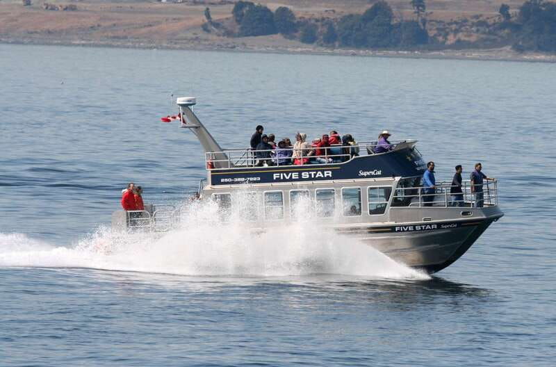 victoria-bc-3-hour-expedition-catamaran-whale-watching-tour