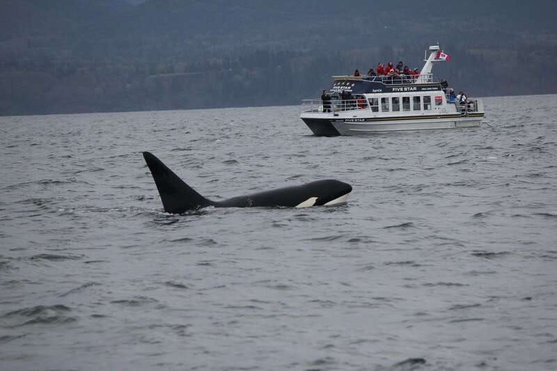 victoria-bc-3-hour-expedition-catamaran-whale-watching-tour