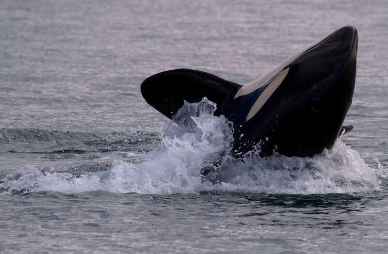 victoria-bc-3-hour-expedition-catamaran-whale-watching-tour