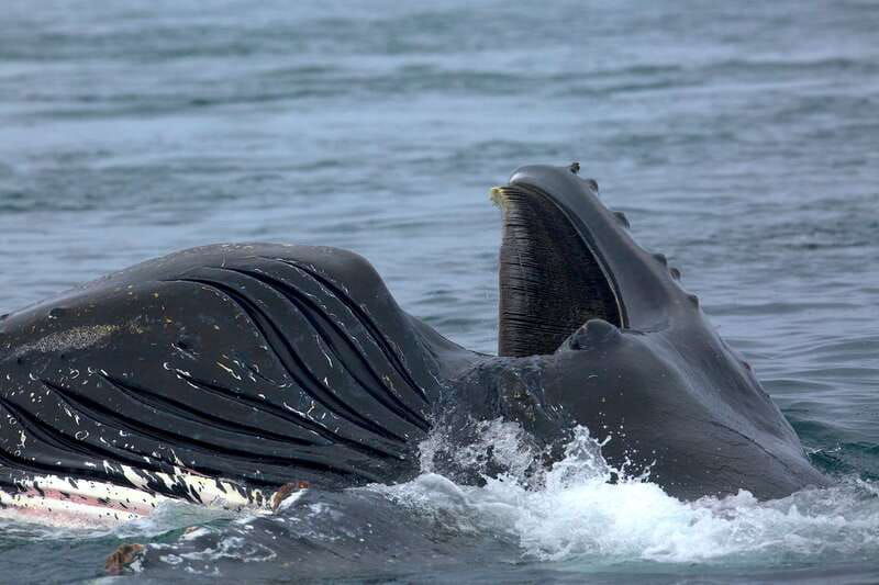 victoria-bc-3-hour-expedition-catamaran-whale-watching-tour
