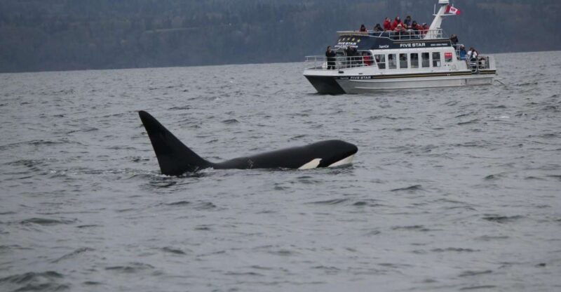 victoria-bc-3-hour-expedition-catamaran-whale-watching-tour