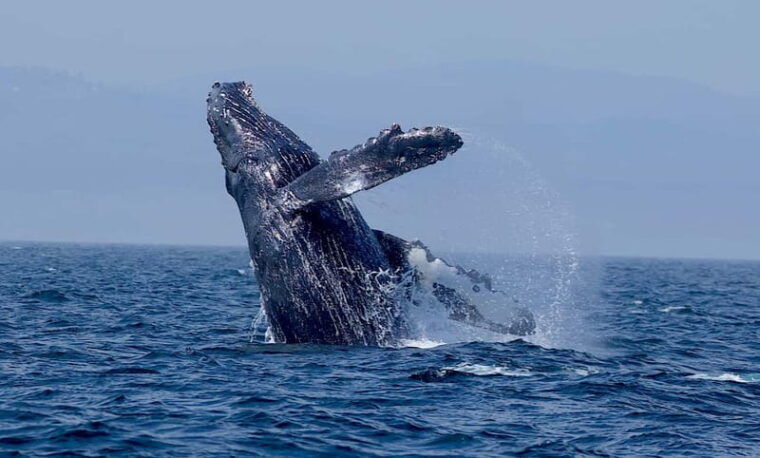 victoria-bc-3-hour-expedition-catamaran-whale-watching-tour