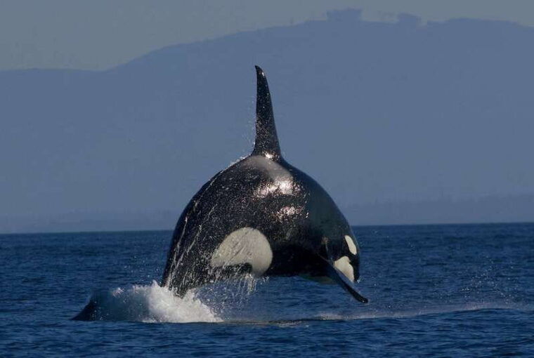 victoria-bc-3-hour-expedition-catamaran-whale-watching-tour