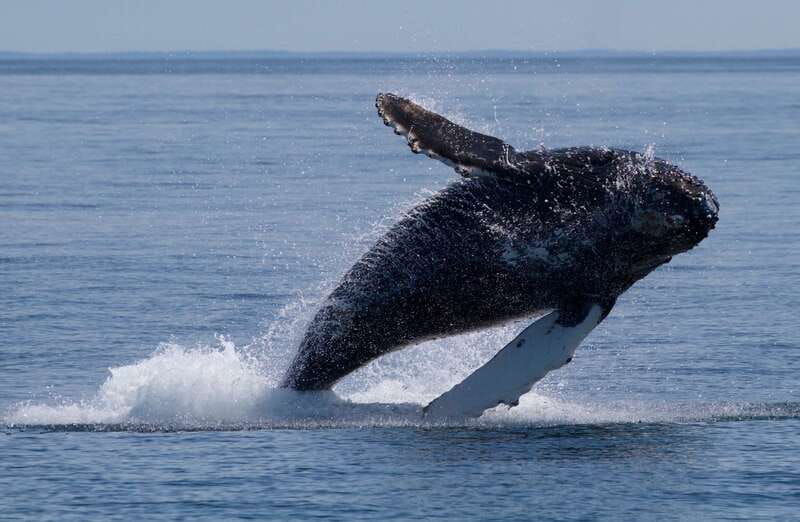 victoria-bc-3-hour-ultimate-whale-marine-wildlife-tour