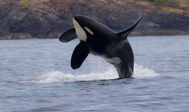 victoria-bc-3-hour-ultimate-whale-marine-wildlife-tour