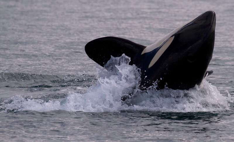 victoria-bc-3-hour-ultimate-whale-marine-wildlife-tour