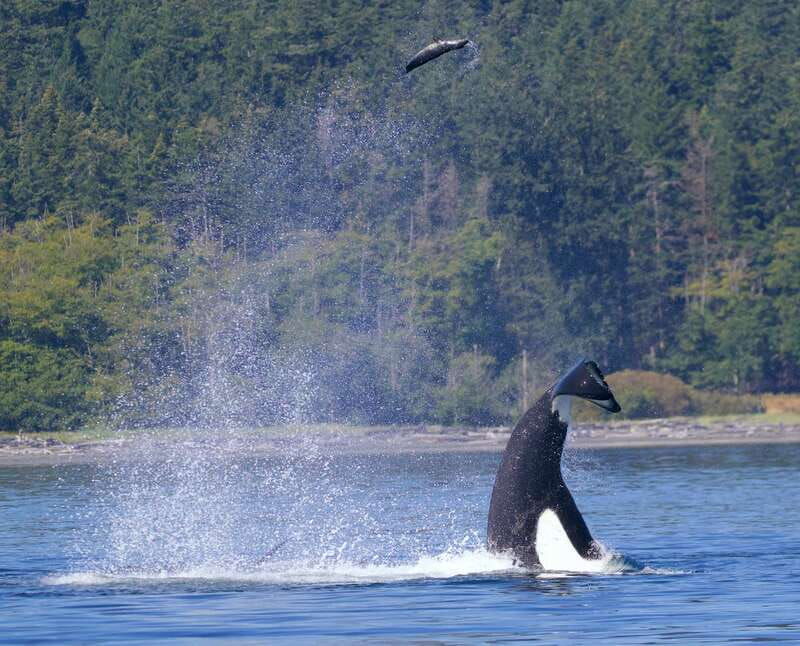victoria-bc-3-hour-ultimate-whale-marine-wildlife-tour