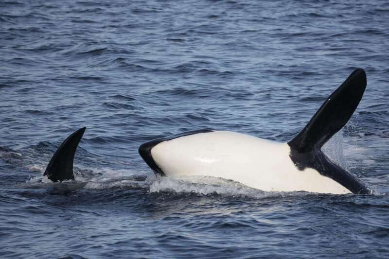 victoria-bc-3-hour-ultimate-whale-marine-wildlife-tour