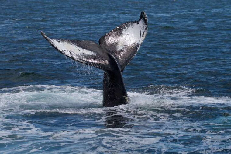 victoria-bc-3-hour-ultimate-whale-marine-wildlife-tour
