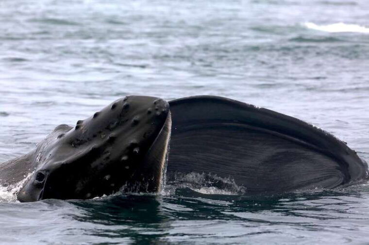 victoria-bc-3-hour-ultimate-whale-marine-wildlife-tour