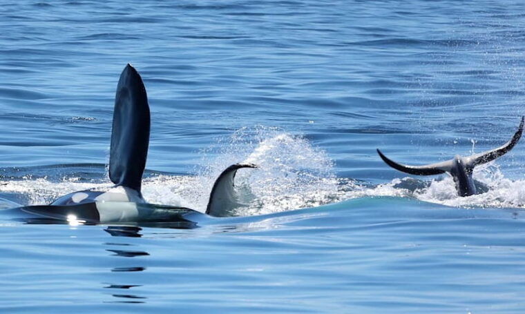 victoria-bc-3-hour-ultimate-whale-marine-wildlife-tour