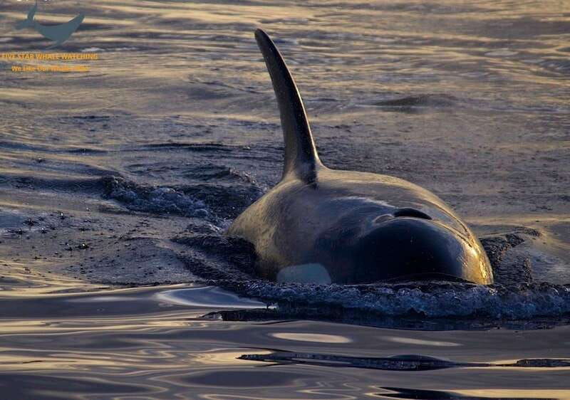 victoria-bc-sunset-whale-watching-tour