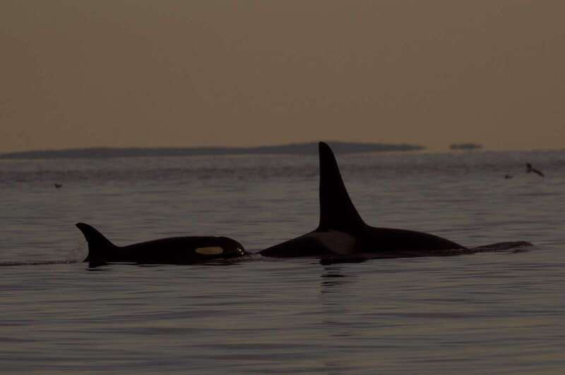 victoria-bc-sunset-whale-watching-tour