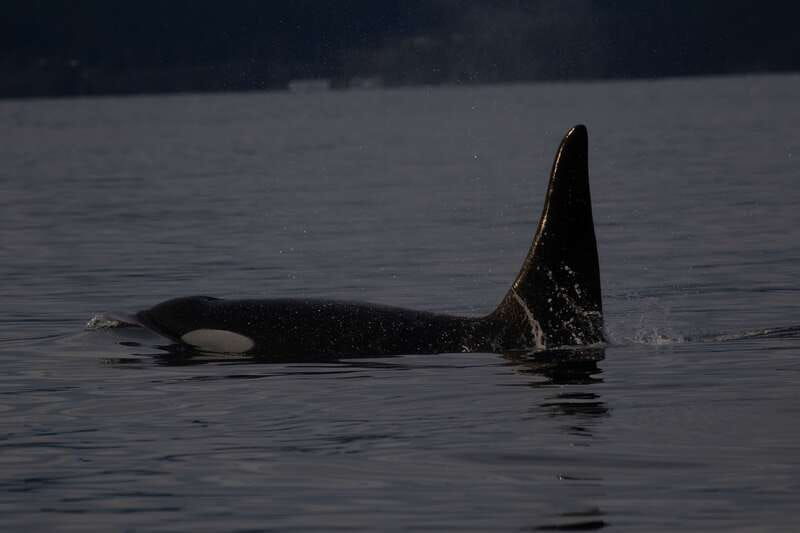 victoria-bc-sunset-whale-watching-tour