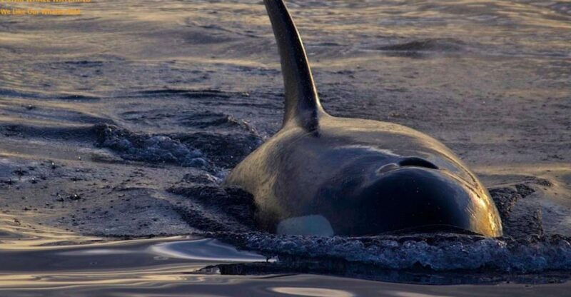 victoria-bc-sunset-whale-watching-tour