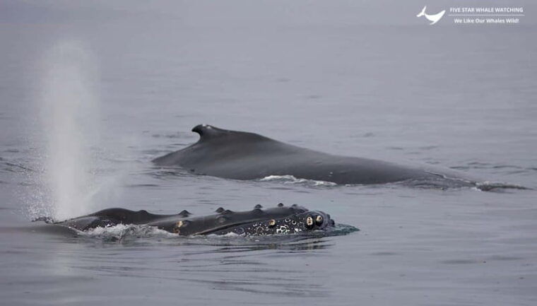 victoria-bc-sunset-whale-watching-tour