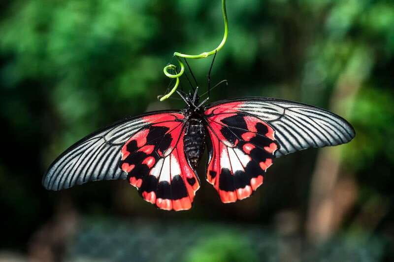victoria-butterfly-gardens-admission-ticket