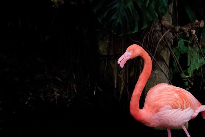 victoria-butterfly-gardens-admission-ticket