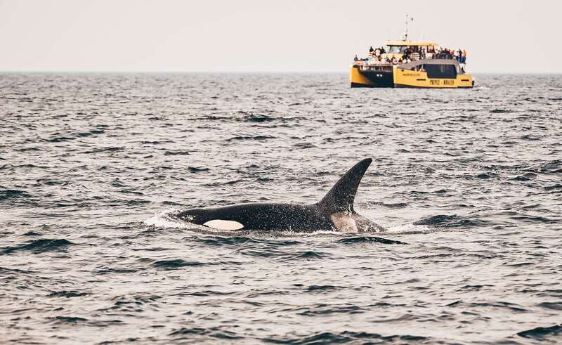 victoria-covered-whale-watching-adventure-with-free-photos