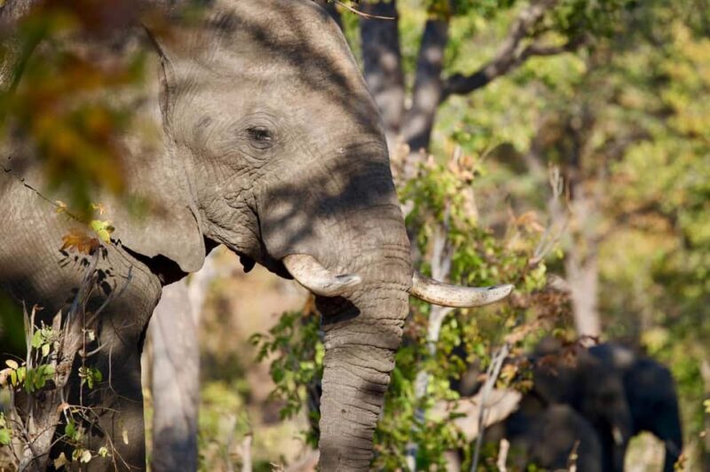Victoria Falls: 4-Day Tour with Chobe - Key Points