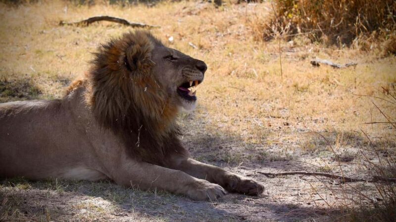 Victoria Falls: 4-Day Tour with Chobe - Final Thoughts: Who Is This Tour Best For?
