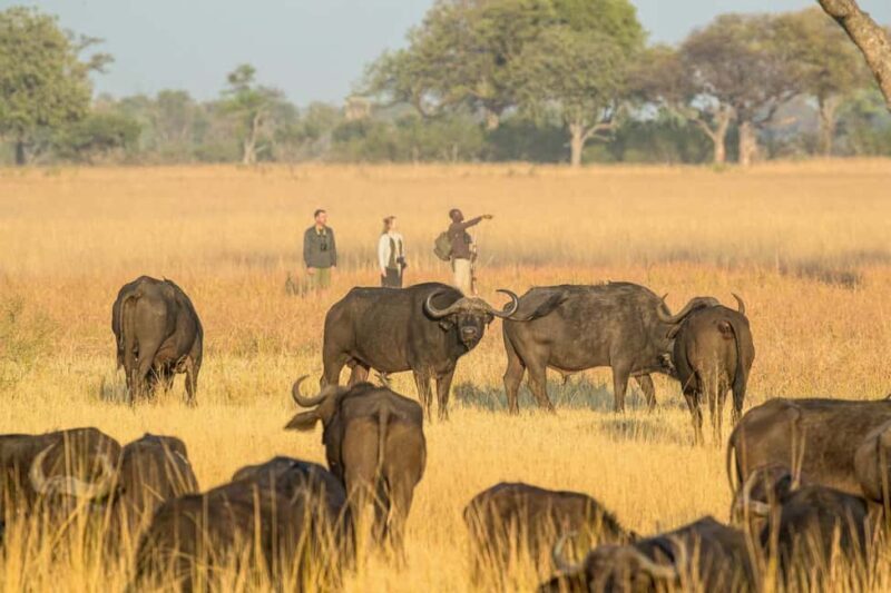 Victoria Falls: 9-Day Zimbabwe Guided Safari with Lodging - Practical Details and Travel Tips