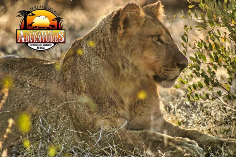 Victoria Falls: Dry Safari Game drive in National Park - FAQs