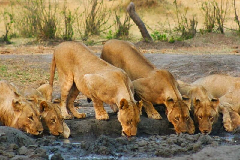 Victoria Falls: Dry Safari Game drive in National Park - Final Thoughts