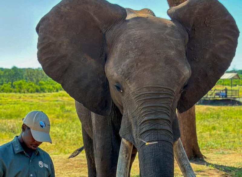 Victoria Falls: Elecrew Through The Eyes Of An Elephant - Who Would Love This Experience?