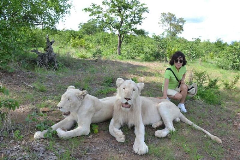 Victoria Falls: Elephant, Lion, and Cheetah Encounter - Key Points