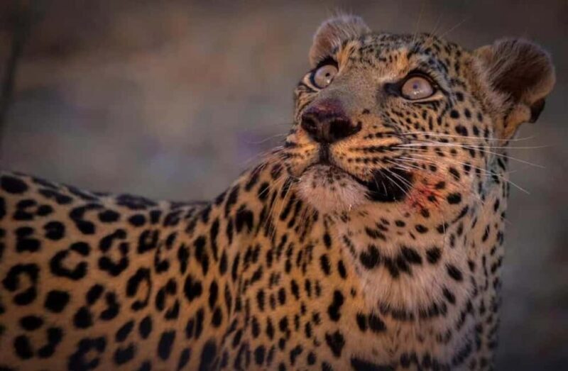 Victoria Falls Full Day Game Drive - An In-Depth Look at the Victoria Falls Full Day Game Drive