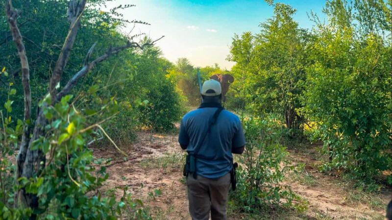 Victoria Falls: Game Walk in the Zambezi National Park - Key Points