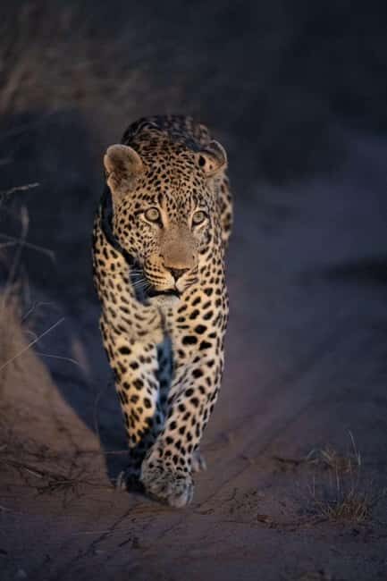 Victoria falls: Night Game Drive with 3-Course Bush Dinner - Victoria Falls: Night Game Drive with 3-Course Bush Dinner — An Authentic African Adventure