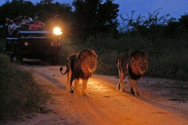Victoria falls: Night Game Drive with 3-Course Bush Dinner - What to Expect from the Night Game Drive Experience