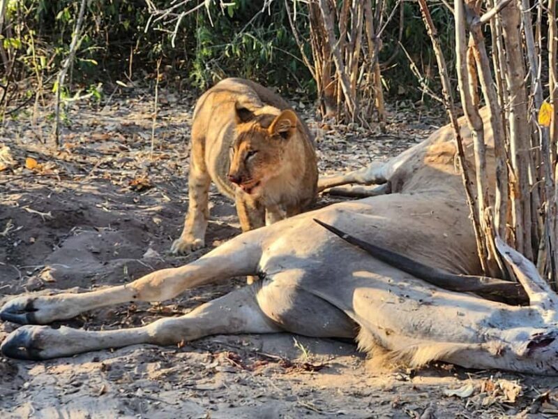 Victoria Falls: Quadripoint and Chobe Day Trip with Lunch - Key Points