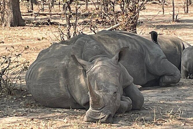 Victoria Falls & Safari Adventure: Both Sides Tour + Rhino Walk - Key Points