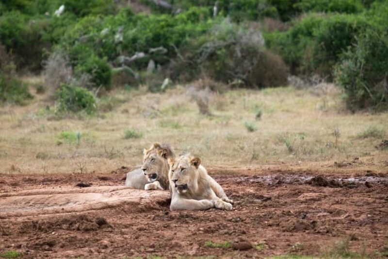 Victoria Falls & Safari Full day Experience - The Details That Matter