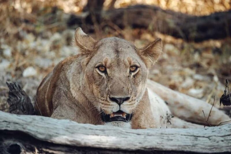 Victoria Falls to Chobe Full Day Trip x - Discover Botswana’s Wildlife with the Victoria Falls to Chobe Full Day Trip