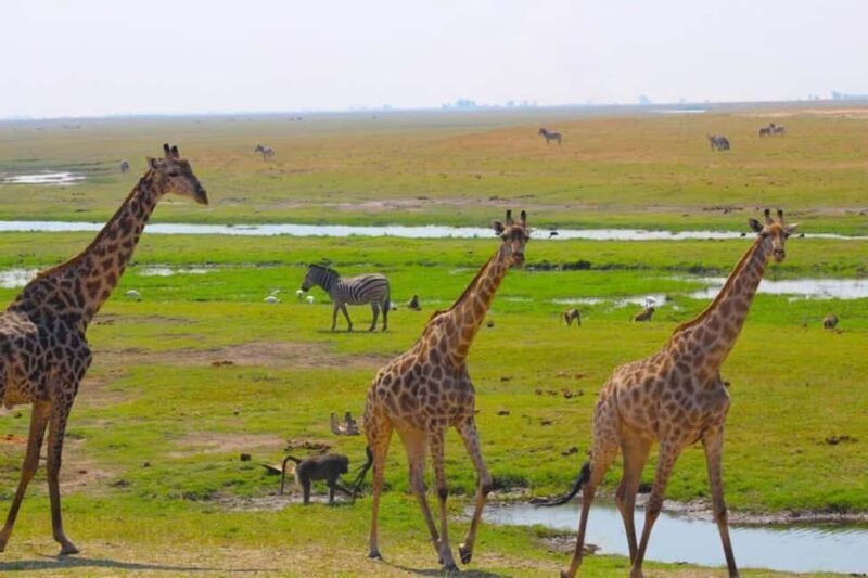 Victoria Falls to Chobe Full Day Trip x - Key Points