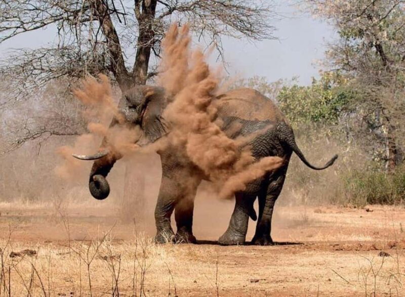 Victoria Falls to Chobe Full Day Trip x - Why Choose this Tour?