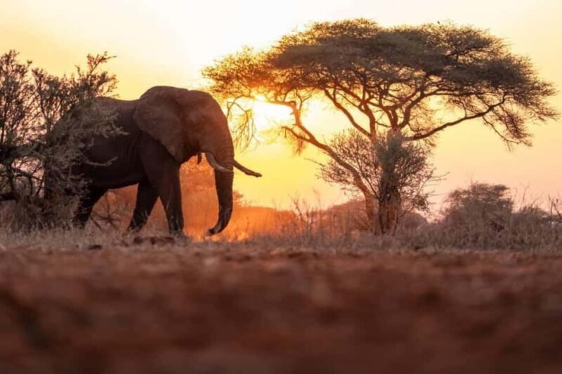 Victoria Falls to Chobe Full Day Trip x - Practical Tips for Your Trip