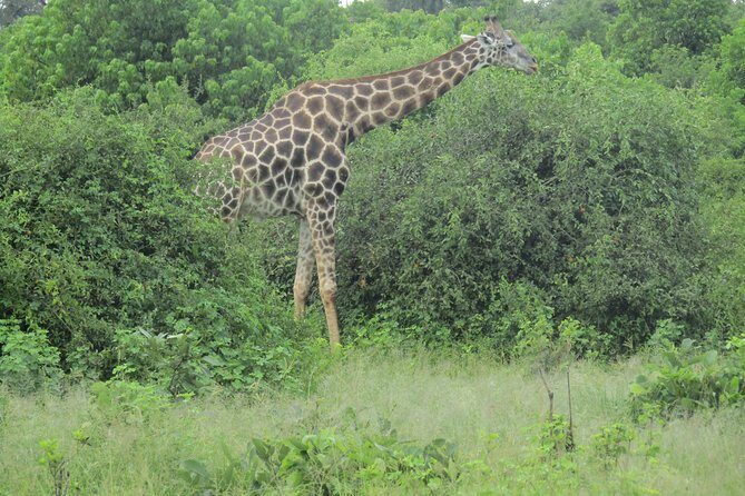 Victoria Falls: Whitewater Rafting + Chobe Safari Combo - Final Thoughts  