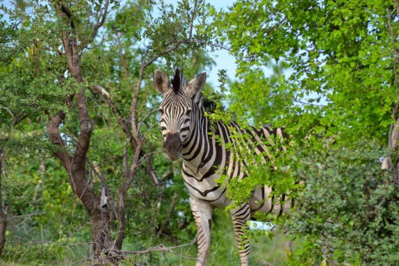Victoria Falls: Zambezi National Park Game Drive - What to Expect from the Zambezi National Park Game Drive