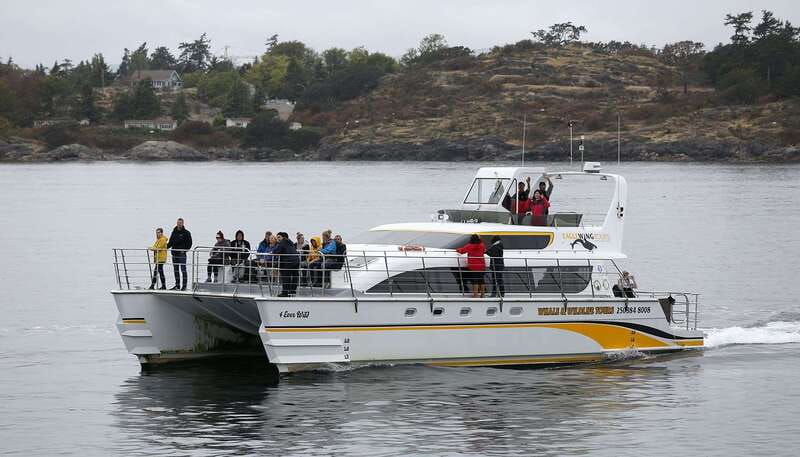 victoria-guided-whale-and-wildlife-watching-cruise