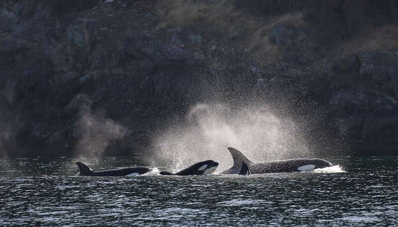 victoria-guided-wildlife-watching-tour-by-catamaran