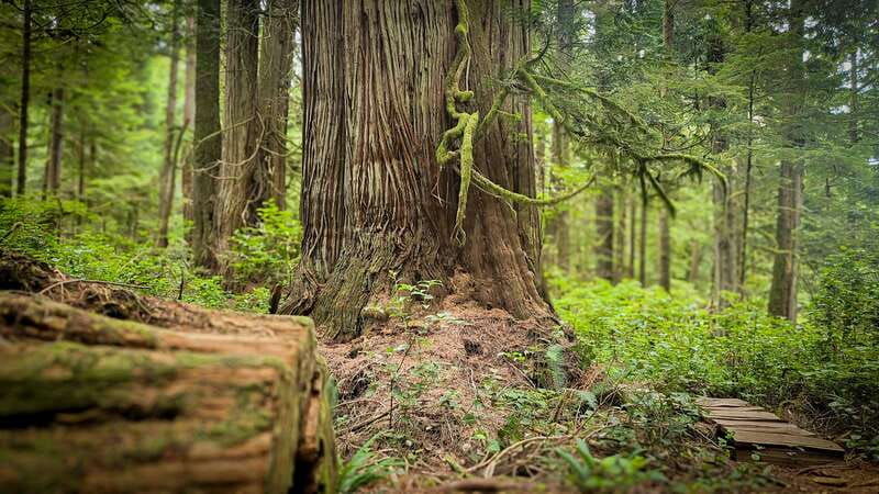 victoria-old-growth-rainforest-canyon-waterfall-and-beaches