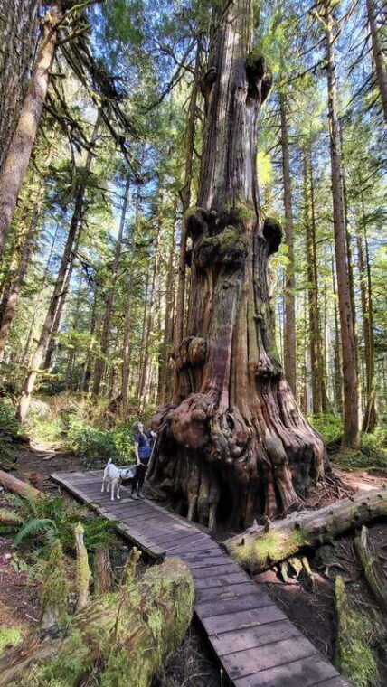 victoria-old-growth-rainforest-canyon-waterfall-and-beaches