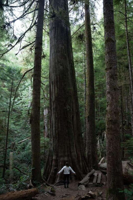 victoria-old-growth-rainforest-canyon-waterfall-and-beaches