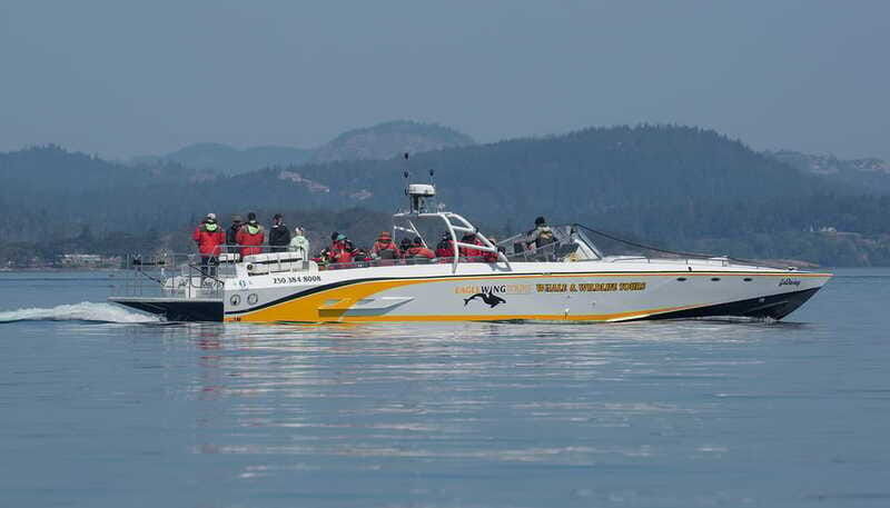 victoria-sunset-whale-watching-tour-on-an-open-scarab-boat